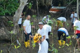 PLN Batam tanam mangrove peringati Hari Lingkungan Hidup Sedunia