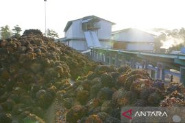 Tidak benar PKS Long Pinang mau dijual ke investor China