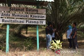 Luas kebun plasma PTPN XIII hingga 103 persen dari kebun inti
