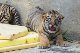 Bayi harimau Siberia tumbuh sehat di China timur laut