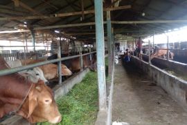 Sapi terjangkit LSD tidak sah sebagai hewan kurban