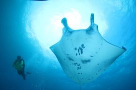 Melihat sajian pari manta depan mata saat "diving" di Nusa Penida