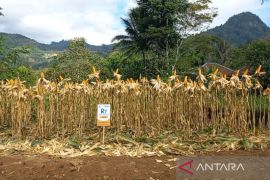 Dispertan Garut dan Baznas kembangkan komoditas jagung