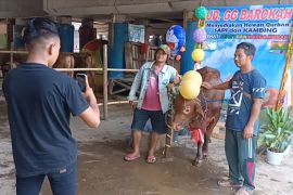 Sapi kurban perlu "disalon" agar bersih dan wangi