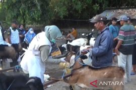 Jelang Idul Adha, Dinas Peternakan Ngawi periksa kesehatan hewan kurban