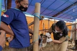 DKPP perketat lalu lintas hewan kurban masuk Kota Madiun