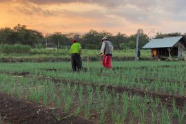 Pemkab Gunungkidul tangani serangan hama di sentra bawang merah
