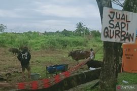 Kabupaten Penajam jaga kestablian harga hewan kurban