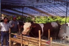 Hewan kurban di lapak penjualan sekitar Karawang mulai diperiksa kesehatannya