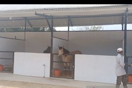 Cari bibit atlet, Pordasi Siak datangkan lima kuda