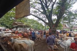 Bupati Purwakarta pastikan persediaan hewan kurban aman