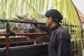 Petani Trenggalek gelar ritual adat "Kirab Mahesa" Dam Bagong