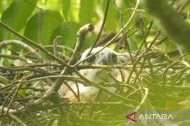 TNGGP: 2 anak elang jawa lahir pada Juni 2023