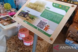 Pakar : Hay dan silase jadi solusi bagi peternak sapi jaga ketersediaan pakan hadapi El Nino