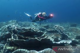 Keindahan terumbu karang Tomia Wakatobi Page 1 Small