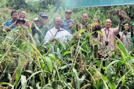 Panen perdana tanaman Sorgum pelaku UMKM Dalovma