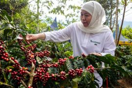 Khofifah optimistis platform "Socio Forest" tingkatkan produktivitas kopi