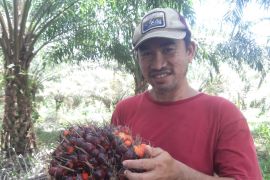Harga buah sawit di Kalbar tertinggi capai Rp2,036.07 per kilogram
