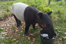 Seekor tapir lemas saat terperosok di parit di Inhu