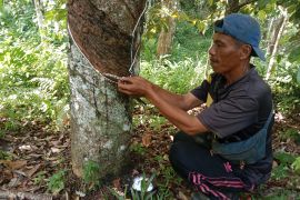 Harga pinang-karet anjlok di Koto Tinggi Agam
