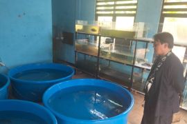 BBI Depok gandeng BRIN kembangkan ikan asli Indonesia