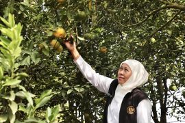 Wisata petik jeruk jadi daya tarik baru wisatawan berkunjung ke Kota Batu