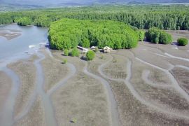 MPMX lanjutkan rehabilitasi mangrove di Golo Sepang NTT
