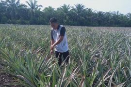 Kisah sukses petani nenas nasabah MKM BRK Syariah di Sungai Apit