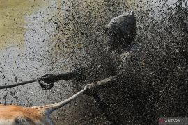 Pacu Jawi kembali digelar tiap bulan