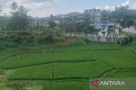 Petani Cianjur diminta tanam padi lebih cepat hindari musim kemarau
