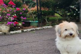Fenomena lempar anjing ke buaya dan mengasah empati