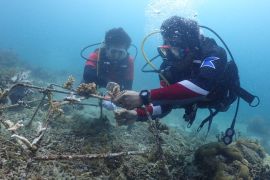 SKK Migas-EP Papua lakukan konservasi terumbu Karang seluas 906 M2