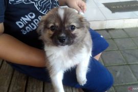 Mengenal cara vaksinasi antirabies pada hewan dan gejalanya