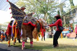 Bupati Ipuk: Kontes hewan ternak jadi ajang promosi peternakan