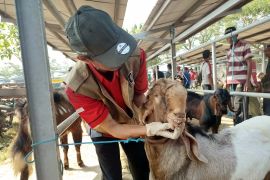 Disnak Tulungagung gelar pemeriksaan kesehatan hewan kurban