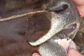 Dispangtan Padang Panjang temukan 66 kasus cacing hati dari 700 ekor hewan qurban yang diperiksa