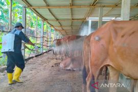 Pemkot Surakarta periksa ternak kurban