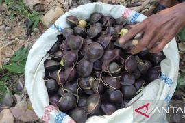 Harga jengkol di Abdya turun jadi Rp5 ribu per kilogram saat panen raya, ini sebabnya