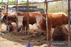 Dinas Peternakan Sulsel memastikan ketersediaan hewan kurban surplus