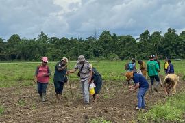 Pemkab Keerom berdayakan petani percepat penanaman jagung 3.000 hektare