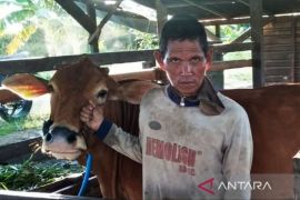 Bebas PMK, harga sapi kurban di Tapin kembali normal