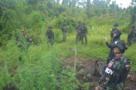 Satgas Pamtas Yonif 725 temukan ladang ganja di Papua Selatan