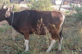 Seluruh ternak kurban di Kolaka Utara telah divaksin tahap II