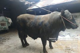 Dua sapi milik peternak di Sleman dipilih Presiden untuk hewan kurban