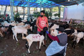 Banyuwangi terjunkan petugas cek kesehatan hewan kurban