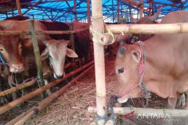 Ikhtiar Pemkab Purwakarta dalam bebaskan penyakit hewan kurban