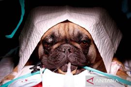 Operasi saluran pernafasan Bulldog di Utrech