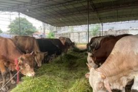 Sapi kurban bantuan Jokowi didatangkan dari Polman untuk warga Mamasa
