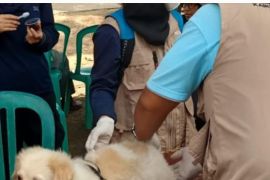 Pemkab Bangka Selatan galakkan pemberian vaksin rabies