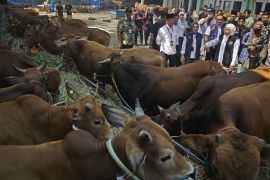 Gubernur Khofifah imbau jangan ada pembantingan saat proses pemotongan sapi kurban